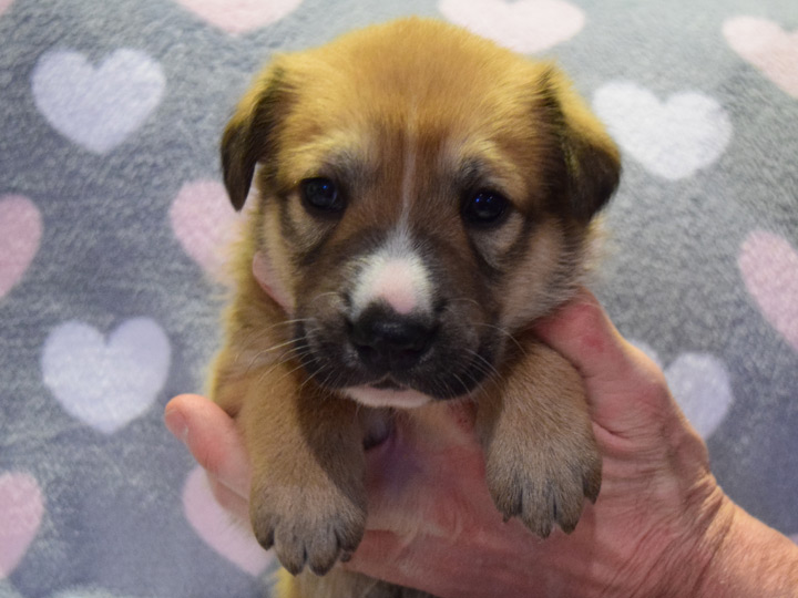 chinook puppy